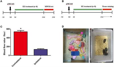 Enriched Environment Promoted Cognitive Function via Bilateral Synaptic Remodeling After Cerebral Ischemia